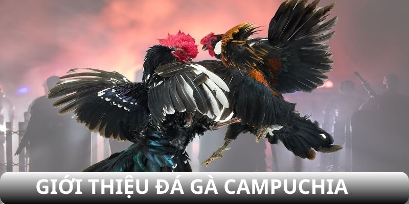 Thông tin về đá gà Campuchia