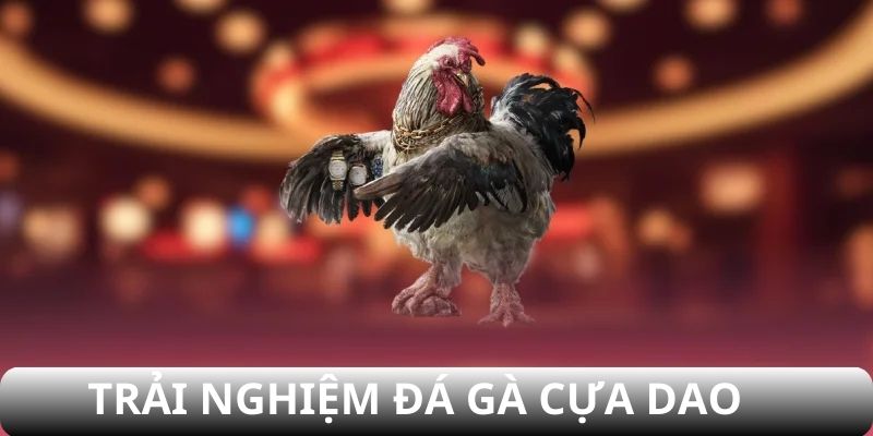 Trải nghiệm đá gà cựa dao
