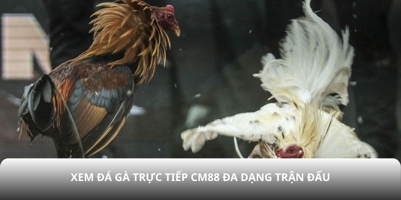 Xem đá gà trực tiếp CM88 đa dạng trận đấu