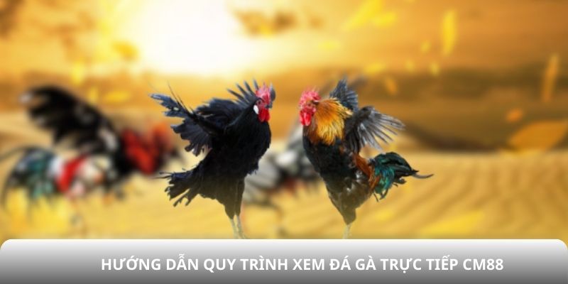 Hướng dẫn quy trình xem đá gà trực tiếp CM88
