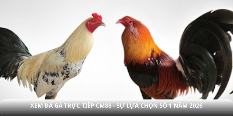 xem đá gà trực tiếp cm88